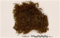 藏品(擬垂枝苔)的圖片